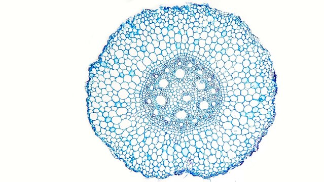 Zea mays (corn) root cross-section photo. Monocot root section