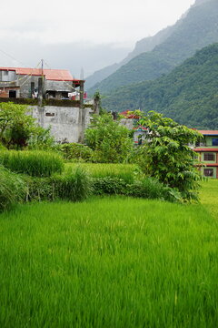 A lush green rice field with traditional houses and misty mountains in Besisahar in Nepal