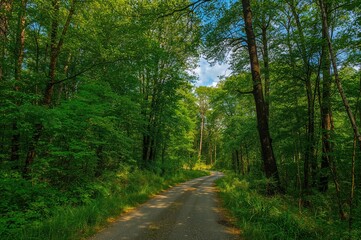 Fototapeta premium Trail winding through thick woodland