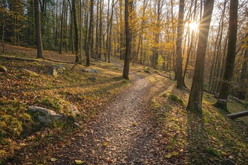Fototapeta premium Trail through a Forest Park with Rocky Terrain on an Autumn Afternoon. Scenic Landscape Captured on Film.