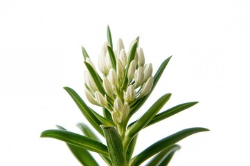 Obraz premium Close-up of a vibrant flowering plant against a crisp white backdrop, showcasing natural beauty and fresh leaves in a bright setting