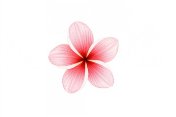 Naklejka premium Inverted pink plumeria blossom on a plain white backdrop, isolated floral beauty for spa and garden design