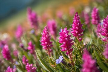 Obraz premium Close-up of pink and purple wildflowers along a mountain hiking trail in summer