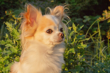 Chihuahua dog of white and red color. Dog in the garden.