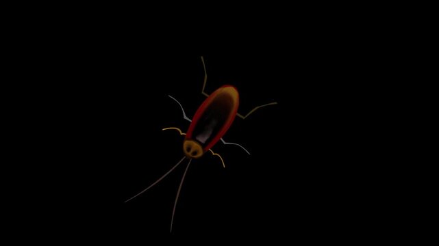Animated video of a cockroach walking on a black background, 2D, art, insect.