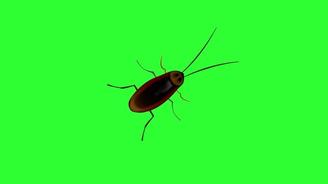 Animated video of a cockroach walking on a green background, 2D, art, insect.