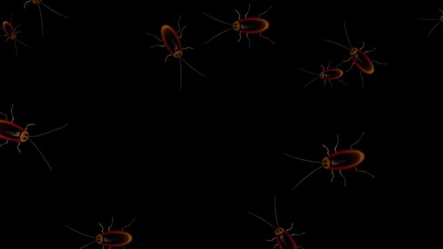 Animated video of cockroaches walking on a black background, 2D, art, insect.