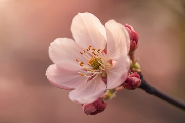Obraz premium Photo Depicting A Flower Blooming On A Plant