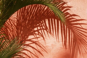 Tropical summer backdrop with palm leaf shadows on peach cement plaster wall texture
