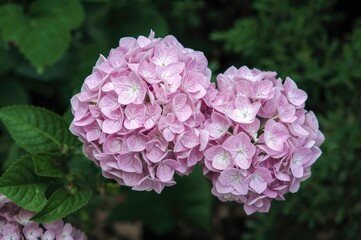 Fototapeta premium Blush-colored hydrangea blossoms