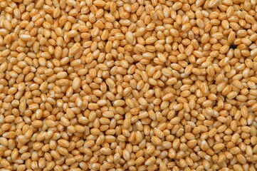 Fototapeta premium Seeds of Pearl Millet Commonly Called Bajra or Bulrush Millet with a Food and Health Theme