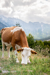 Cows in the Mountain