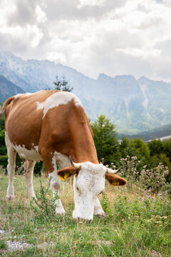 Cows in the Mountain