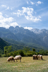 Sheeps in Albania