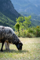 Close up sheep in Albania
