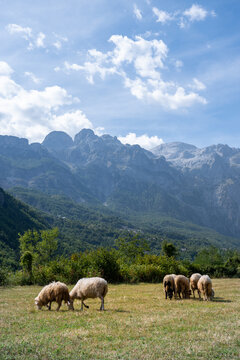 Sheeps in Albania