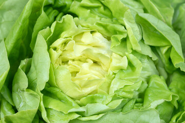 Raw Iceberg Lettuce Leaves Textured and Backgfound.