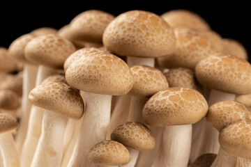 Close-up of brown simeji or beech mushroom on black background