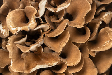 Top view of fresh maitake mushrooms