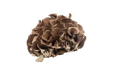 Fresh maitake mushrooms isolated on a transparent background.