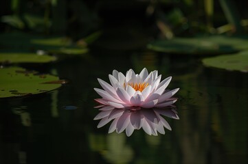 Water Lily with Pink Petals Gliding on the Surface