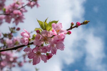 Cherry blossoms in pink against a backdrop of overcast skies