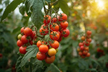 Numerous tomatoes develop on the plant inside the glasshouse