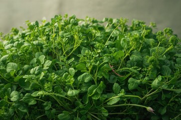 Obraz premium Close-up of micro green superfoods including cucumber, watercress, radish, and peas promoting a healthy lifestyle