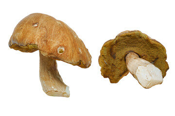 Boletus edulis mushroom on a white isolated background, with the cap and underside of the cap visible