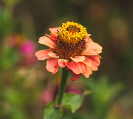 Macro photography of Zinnia flower.