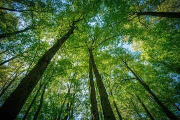 Searching through lush summer woodland with sunlight filtering through tree trunks under a clear blue sky