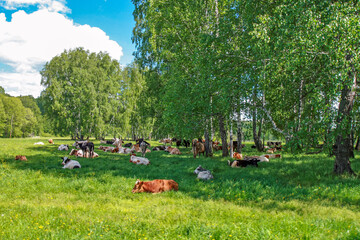A herd of cows grazes in a green meadow surrounded by birch trees. A peaceful rural landscape with cows resting in the shade on a sunny summer day.