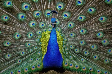 Fototapeta premium Common peafowl perched on a branch showcasing vibrant plumage
