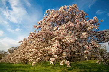 Naklejka premium Magnolias blossom under the open sky