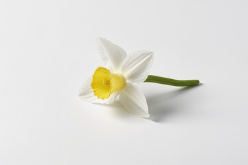White background featuring a narcissus bulb