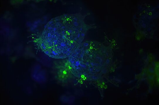 Fluorescently tagged mesenchymal stem cells