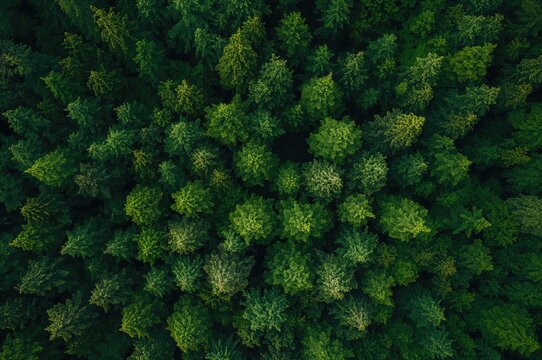 Bird's-eye perspective of lush forest foliage. Eco-friendly greenery backdrop symbolizing carbon neutrality and zero emissions. Aerial drone capture of verdant trees absorbing CO2 for a sustainable