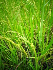 "Young grains forming in a thriving paddy field."
