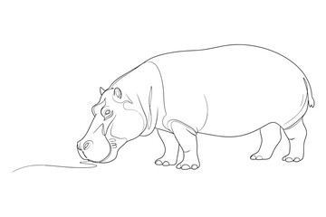 Vector art of hippopotamus line art drawing, a simple outline of a hippo drinking water