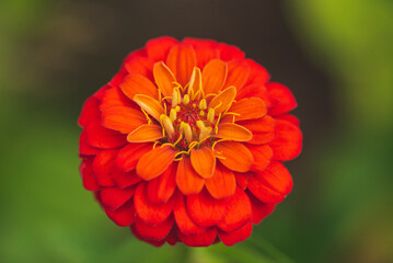 Macro photography of Zinnia flower.