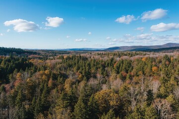 Aerial Perspective of a Diverse Pine Tree Forest