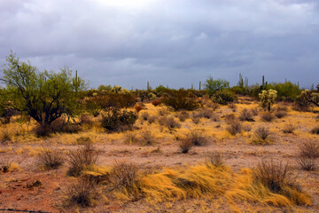 Landscape Sonoran Desert Arizona
