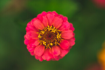 Macro photography of Zinnia flower.