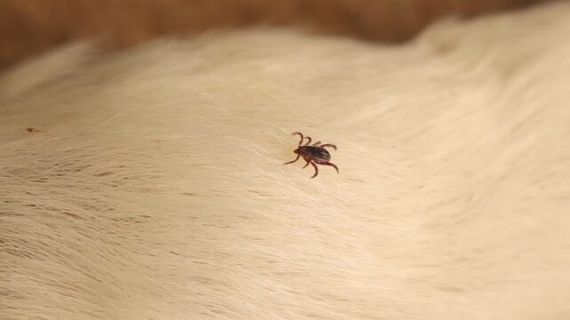 Close-up of a tick crawling through white dog fur, showing the danger of tick-borne diseases in pets. Useful for veterinary, medical, and public health topics about zoonotic infections and pet care.