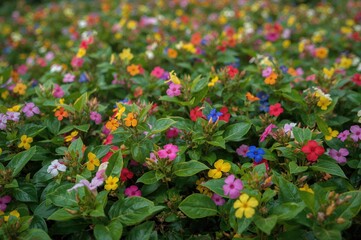 Vibrant flowering meadow with various colorful blossoms in a woodland area