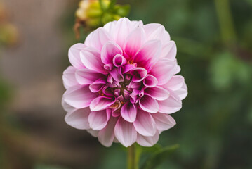 Macro photography of Dahlia flower.