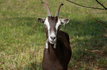 brown domestic goat standing in a grass field looking straight at the camera