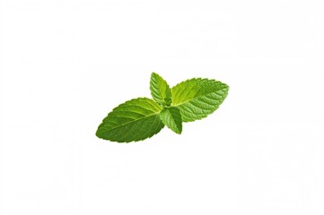 Obraz premium Single mint leaf on a white backdrop. Fresh herb with sharp focus throughout.