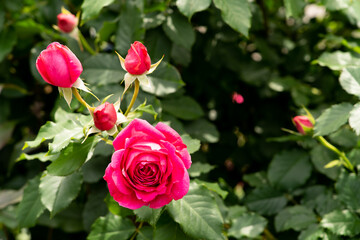 Bloom pink rose with green leave in the garden