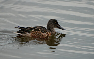 Fototapeta premium northern shoveler duck (spathula clypeata) swimming in the water with a reflection
